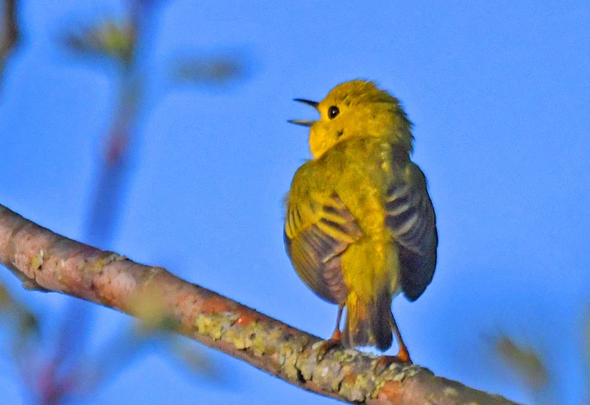 Yellow Warbler - ML238242211