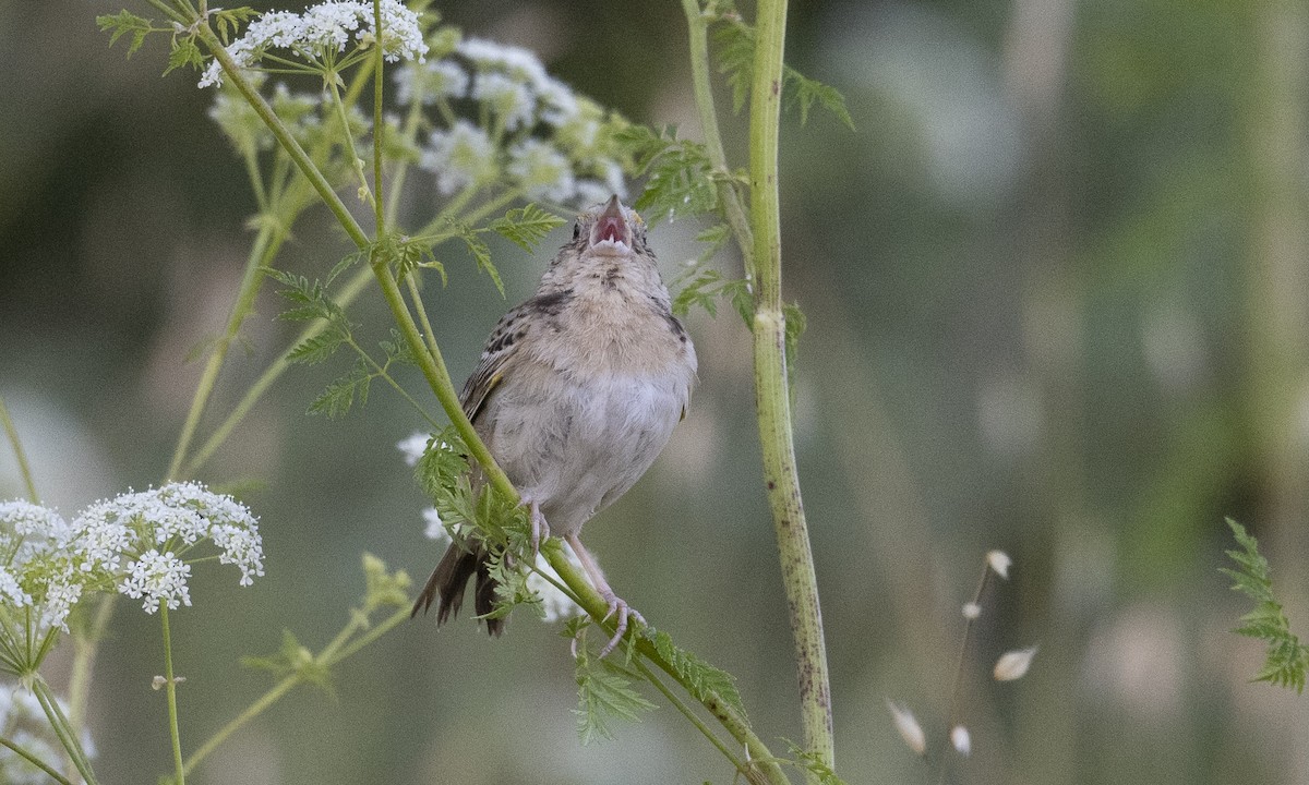 Grasshopper Sparrow - Brian Sullivan
