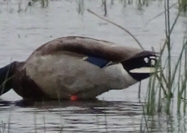 Canard colvert - ML238243641