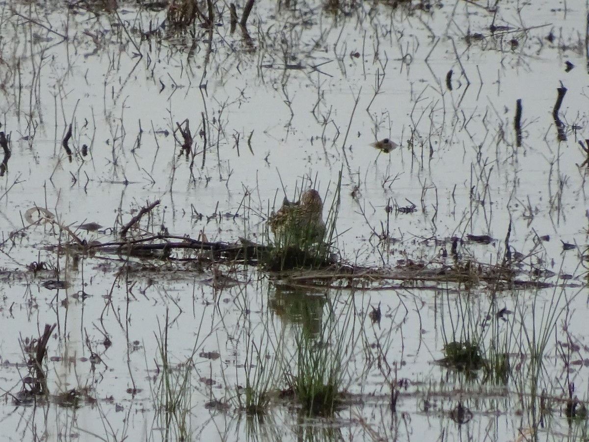Bécasseau à poitrine cendrée - ML238244311