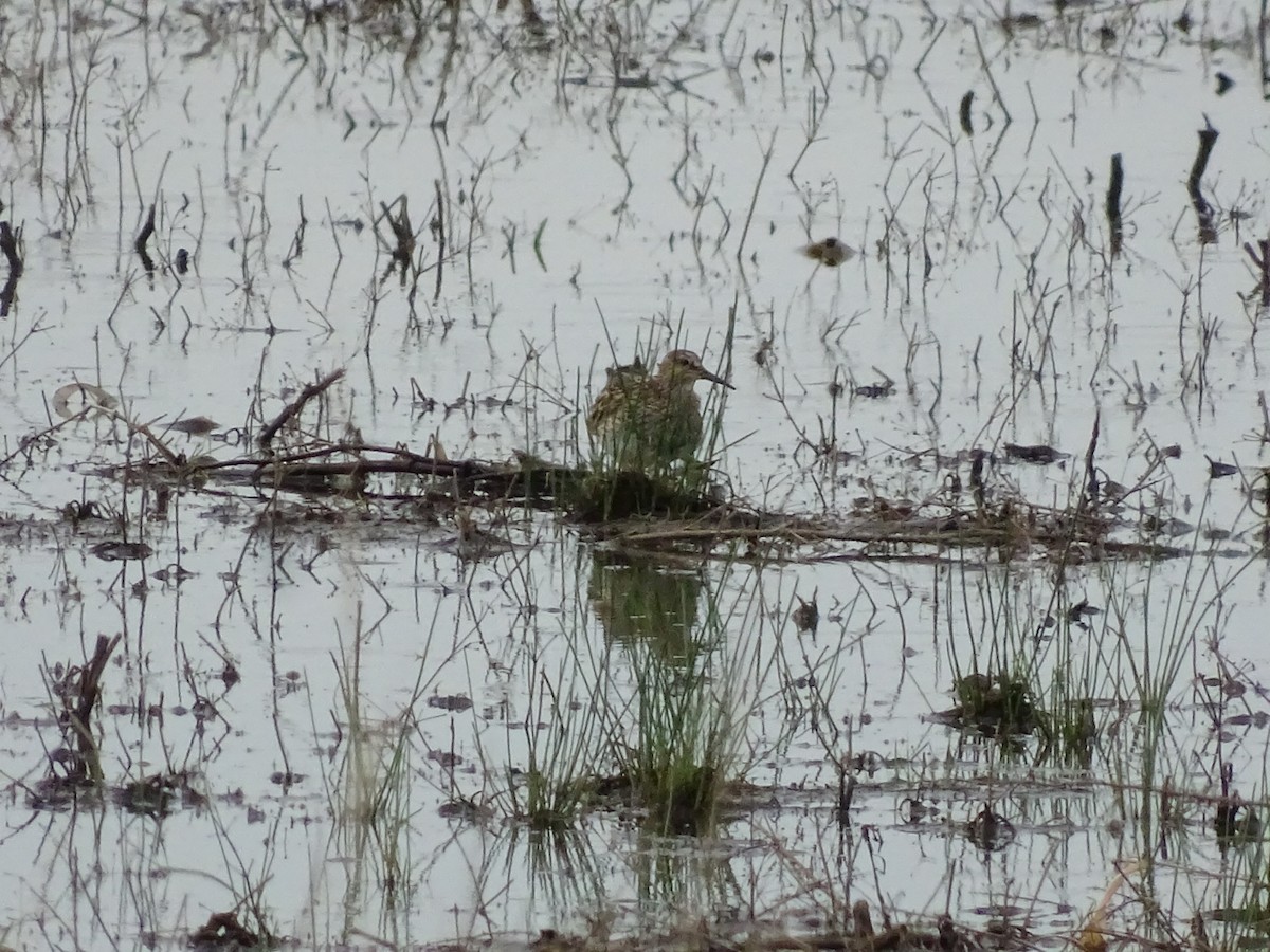 Bécasseau à poitrine cendrée - ML238244341