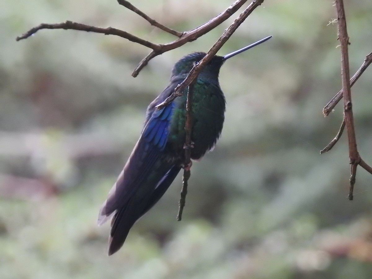 kolibřík modrokřídlý - ML238244691