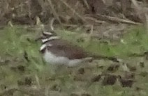 Pluvier kildir - ML238245331