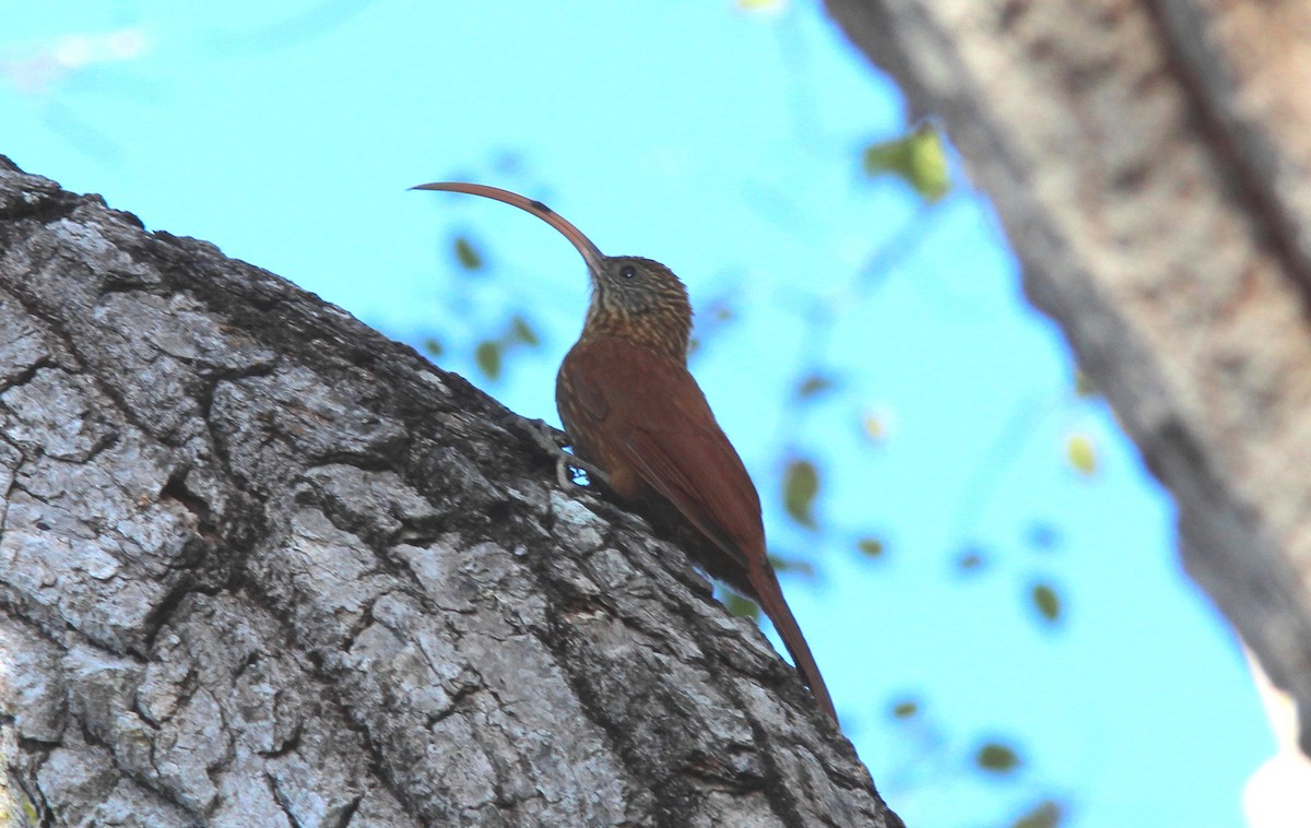 Red-billed Scythebill - ML238245521