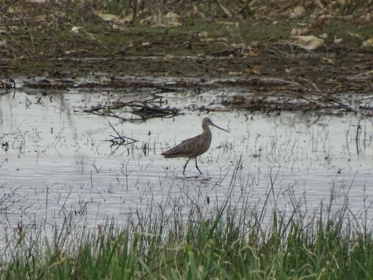 Barge marbrée - ML238245901