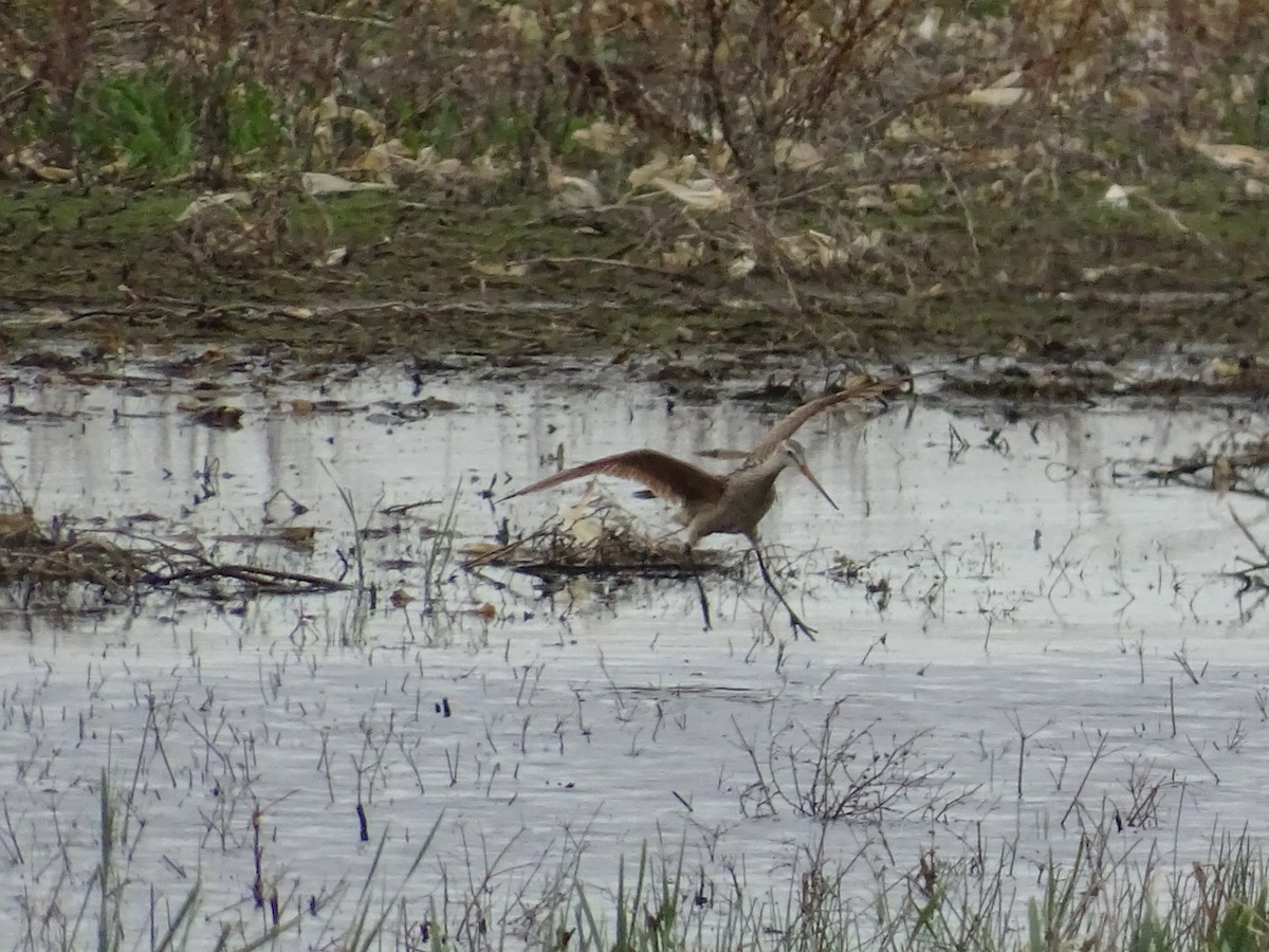 Barge marbrée - ML238245911