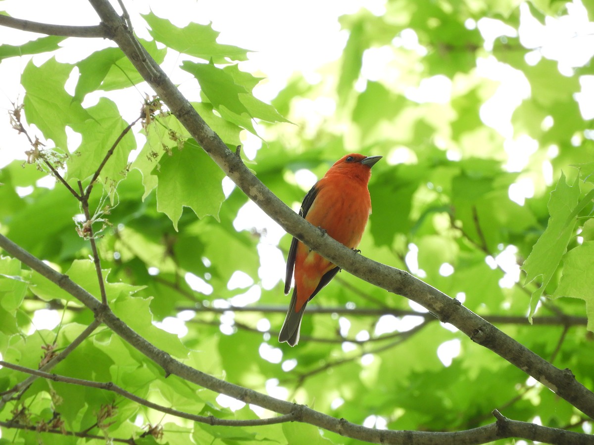 Scarlet Tanager - Denis Corbeil