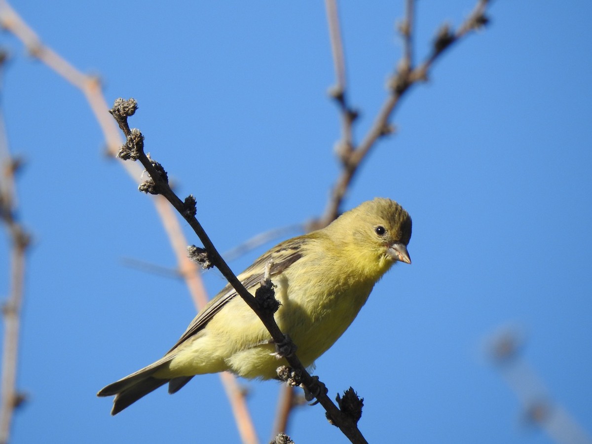 Lesser Goldfinch - ML238247161