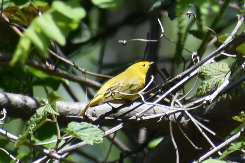 Northern Yellow Warbler - ML238247721
