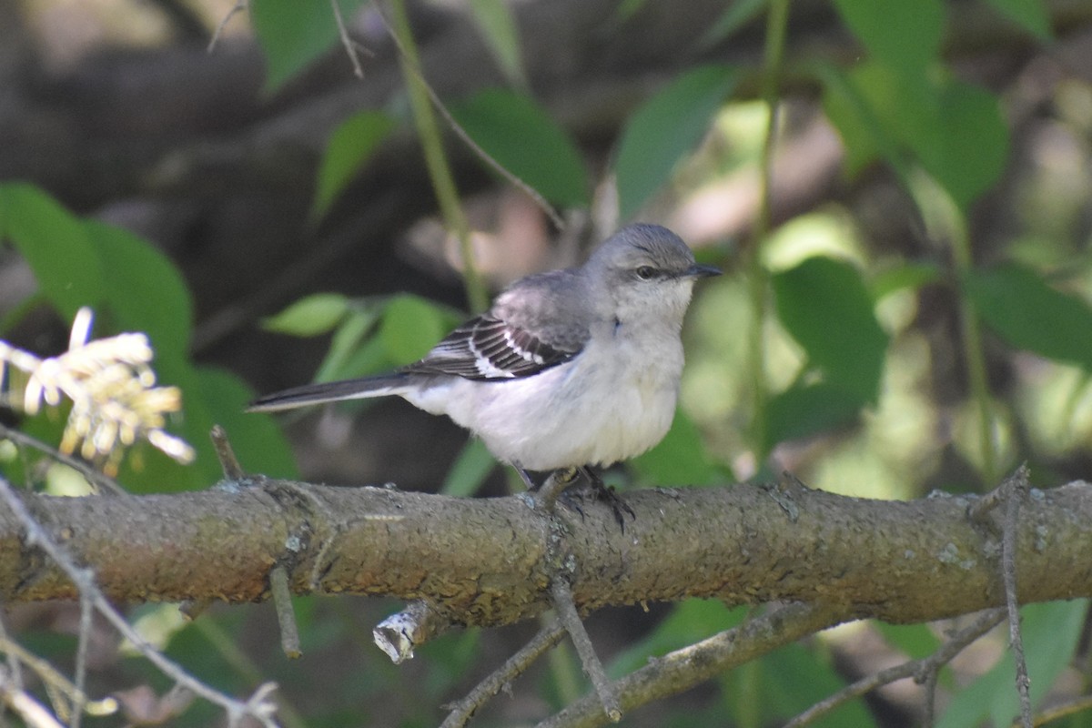 Northern Mockingbird - ML238247981