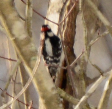 Downy Woodpecker - ML23824951