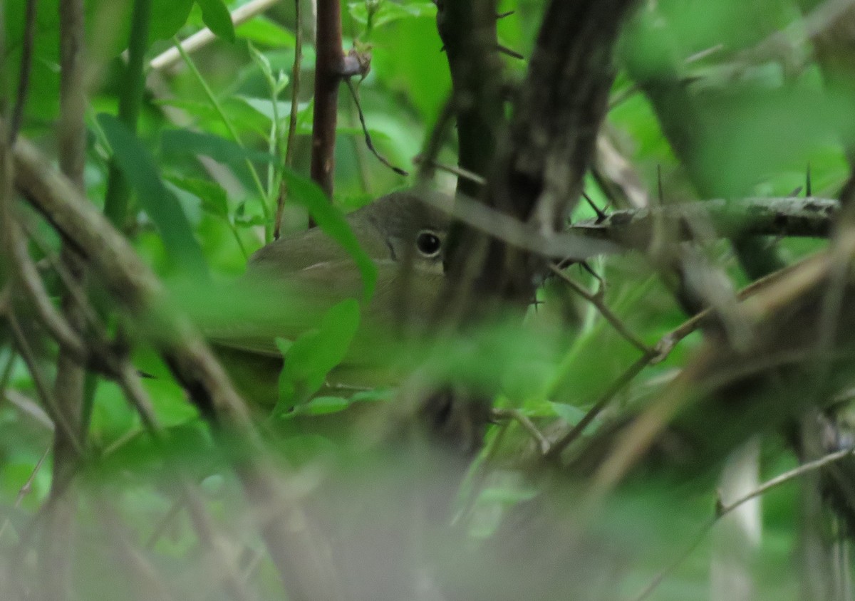 Connecticut Warbler - ML238252141