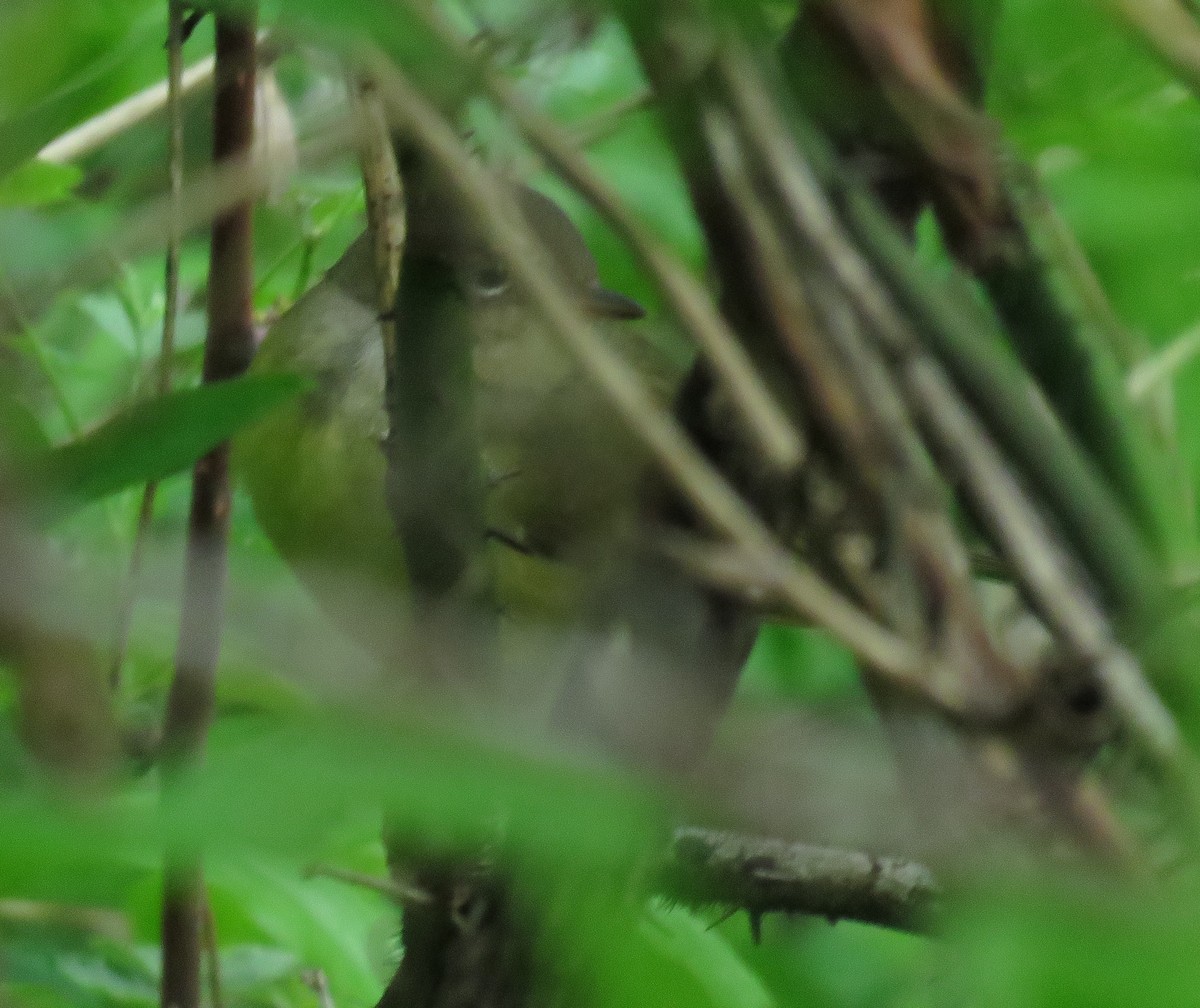 Connecticut Warbler - ML238252151