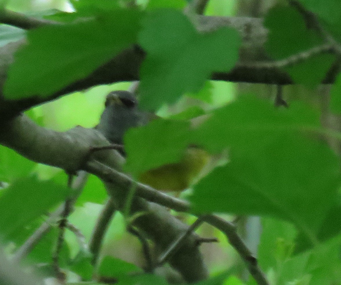 Mourning Warbler - ML238252451