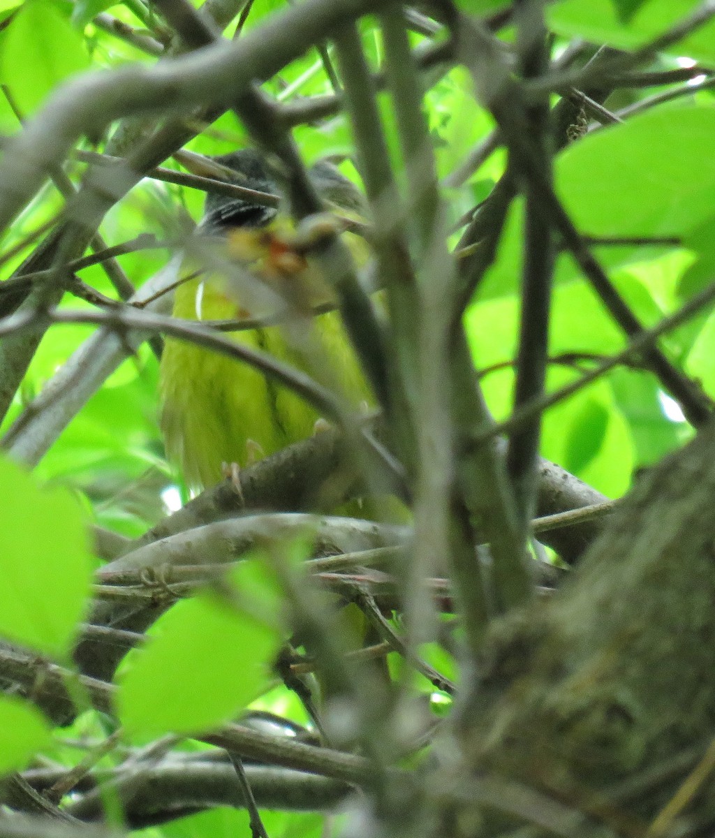 Mourning Warbler - ML238252471