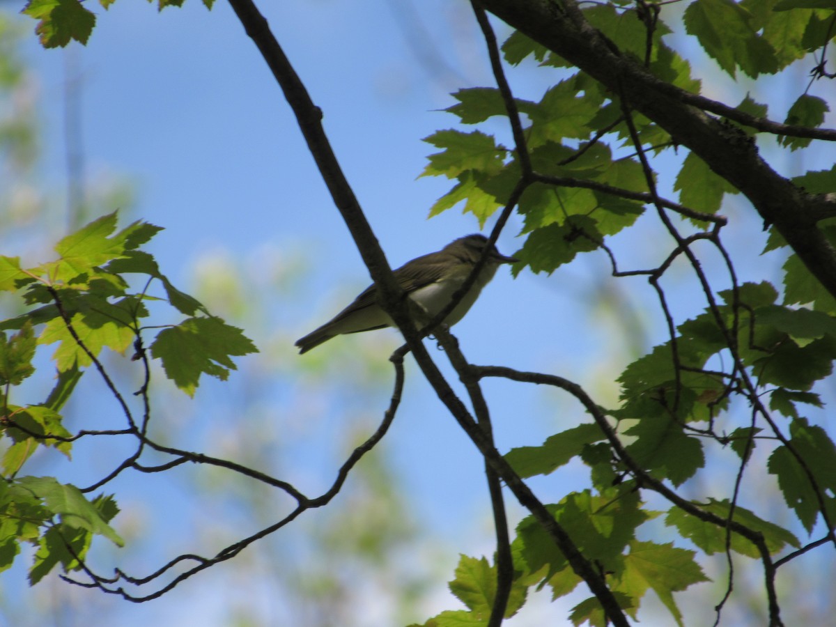 Red-eyed Vireo - ML238255031