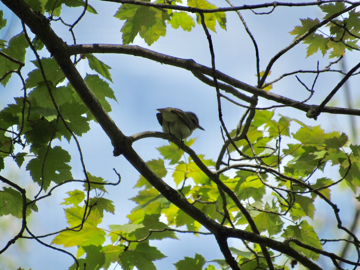 rødøyevireo - ML238255081