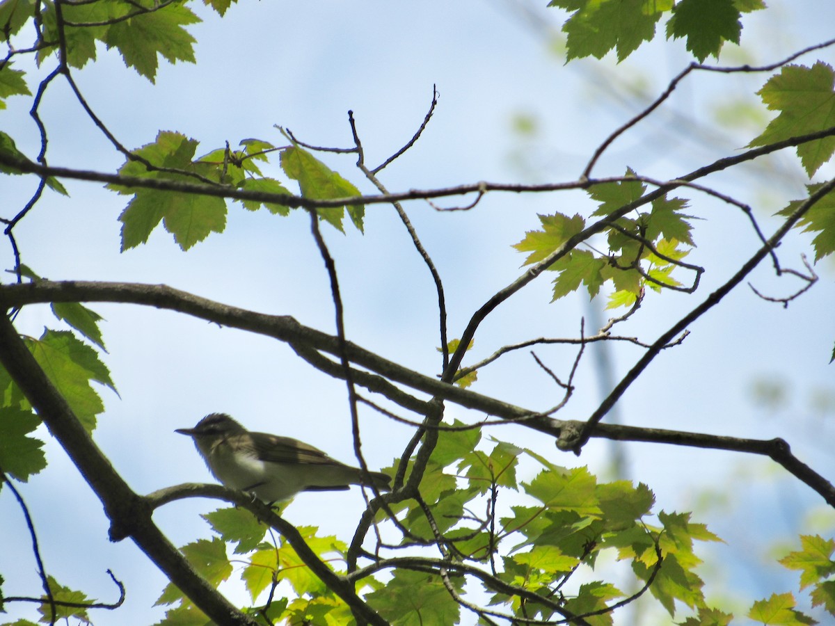 rødøyevireo - ML238255091