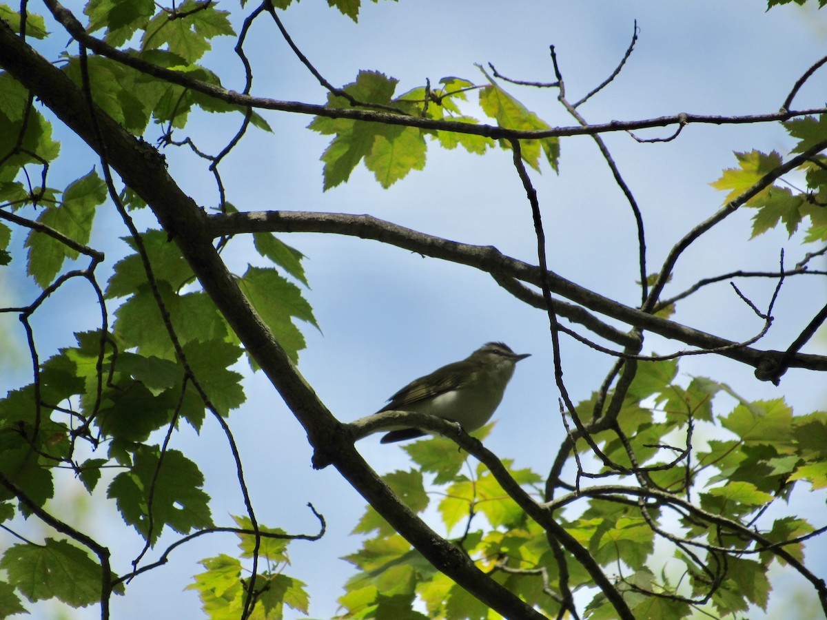 Red-eyed Vireo - ML238255121