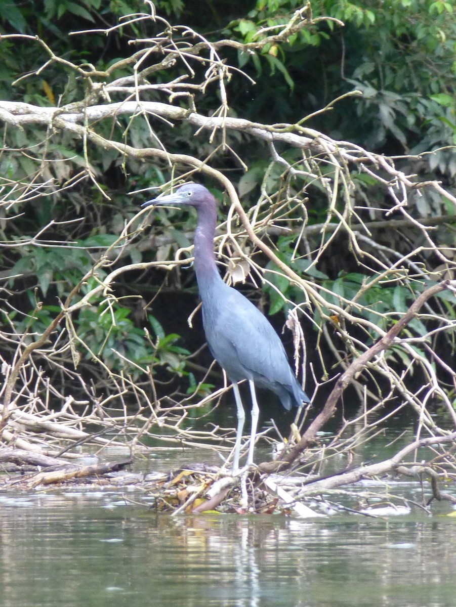 Little Blue Heron - Malini Kaushik