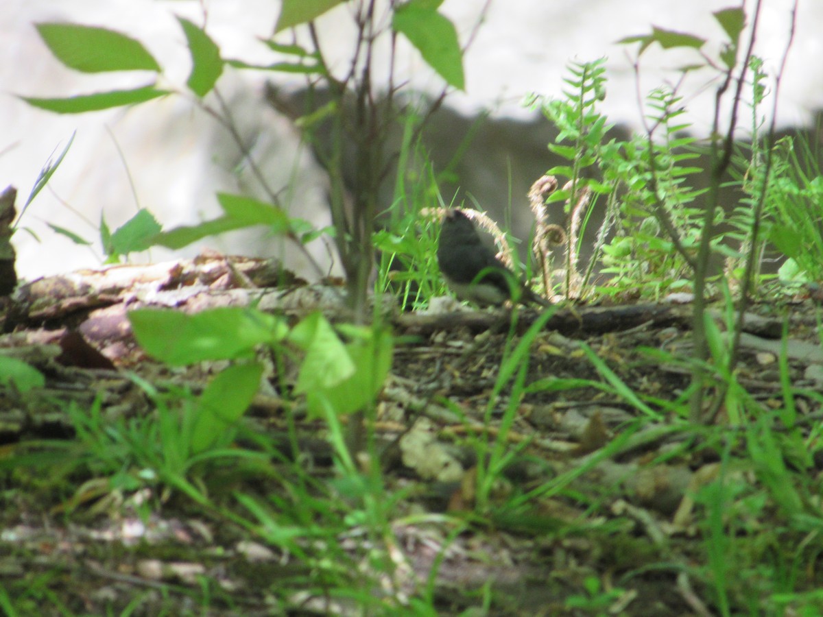 Dark-eyed Junco (Slate-colored) - ML238255671