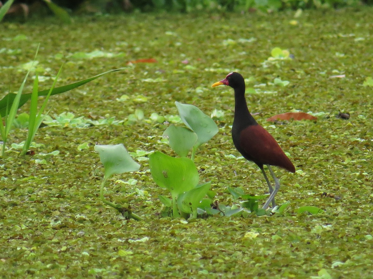 Wattled Jacana - ML238257671