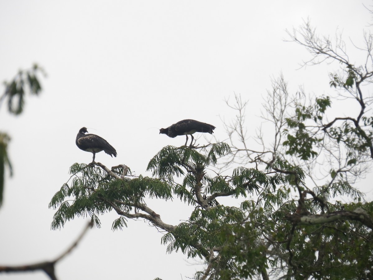 Horned Screamer - ML238258761