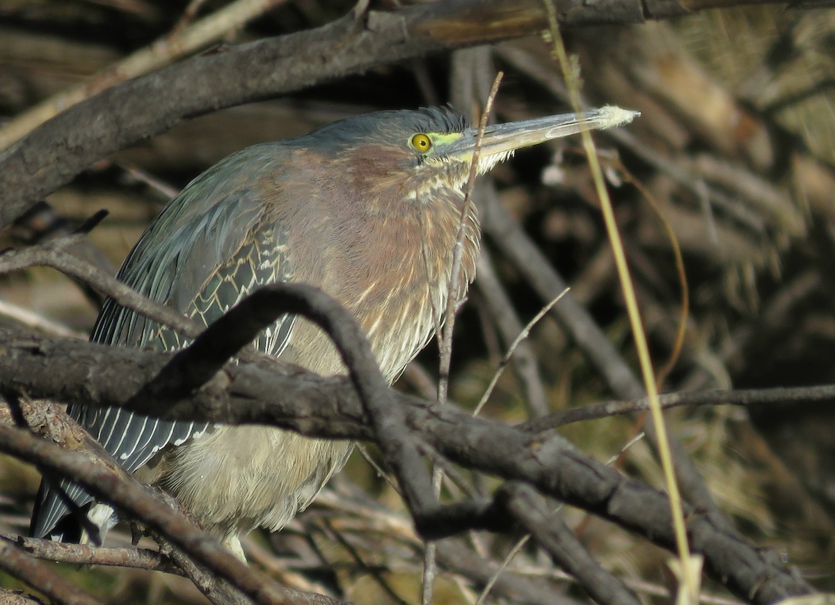 Green Heron - ML23825891