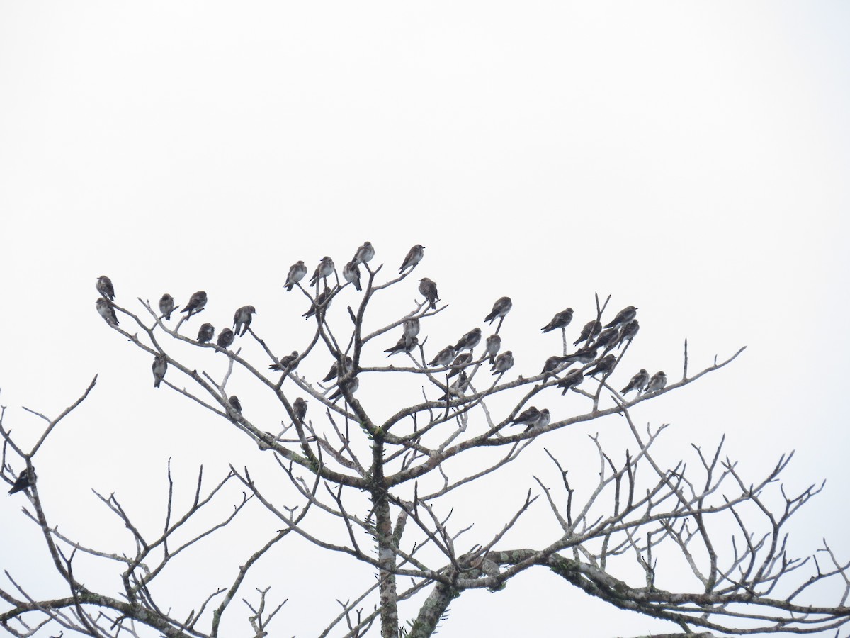 Brown-chested Martin - ML238259721