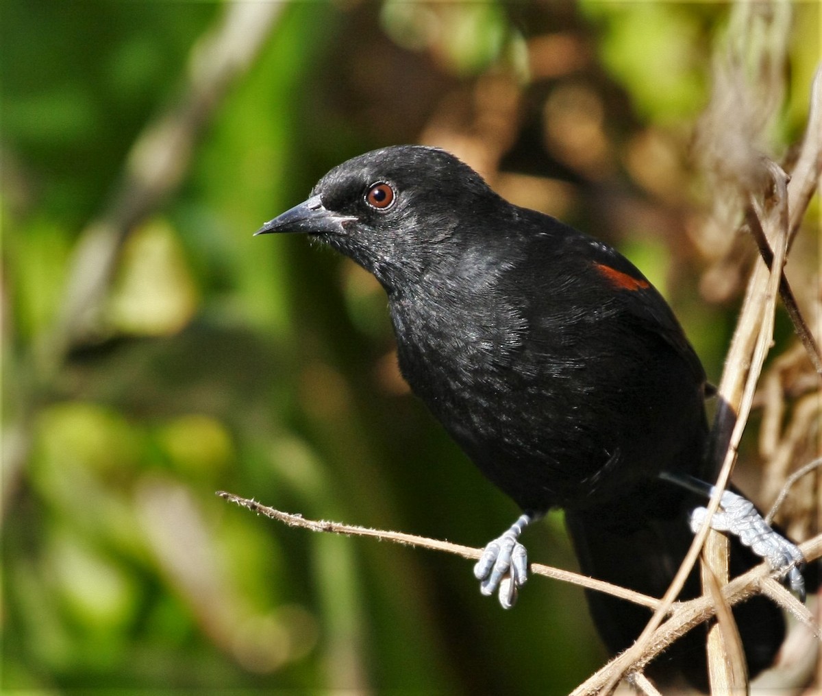 Variable Oriole - ML238260361