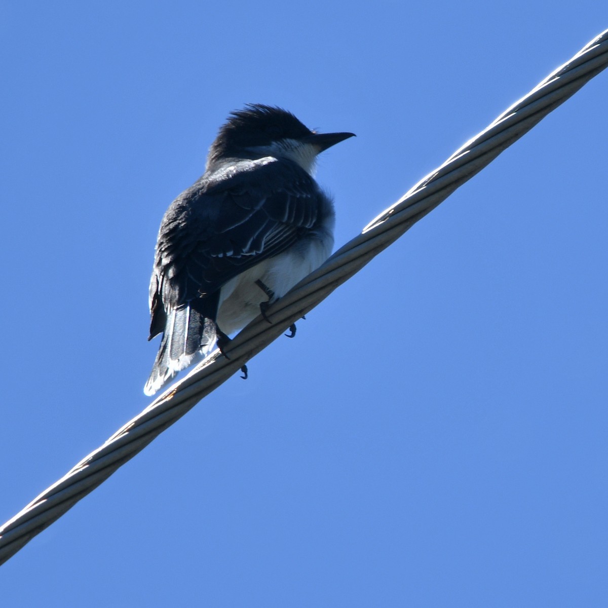 Eastern Kingbird - ML238262001