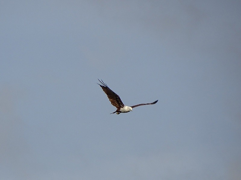 Brahminy Kite - ML238262341