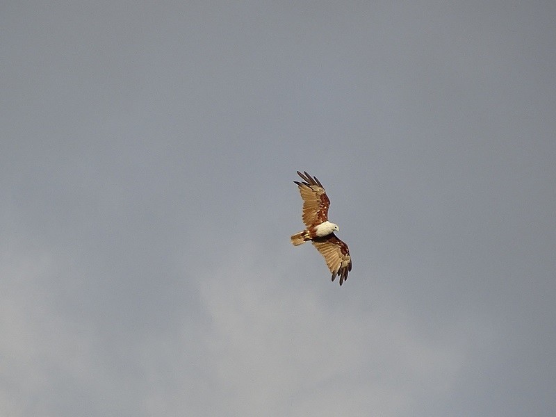 Brahminy Kite - ML238262351