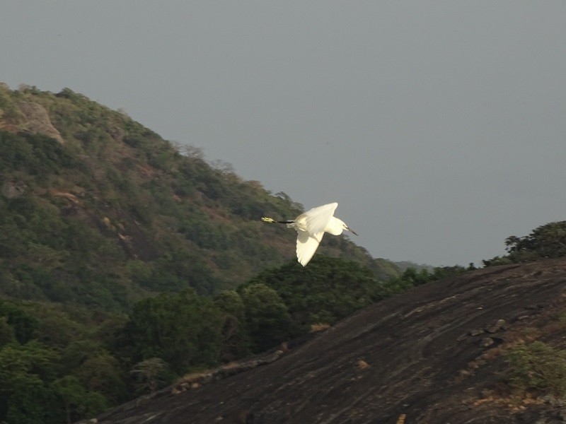 Little Egret (Western) - ML238262421