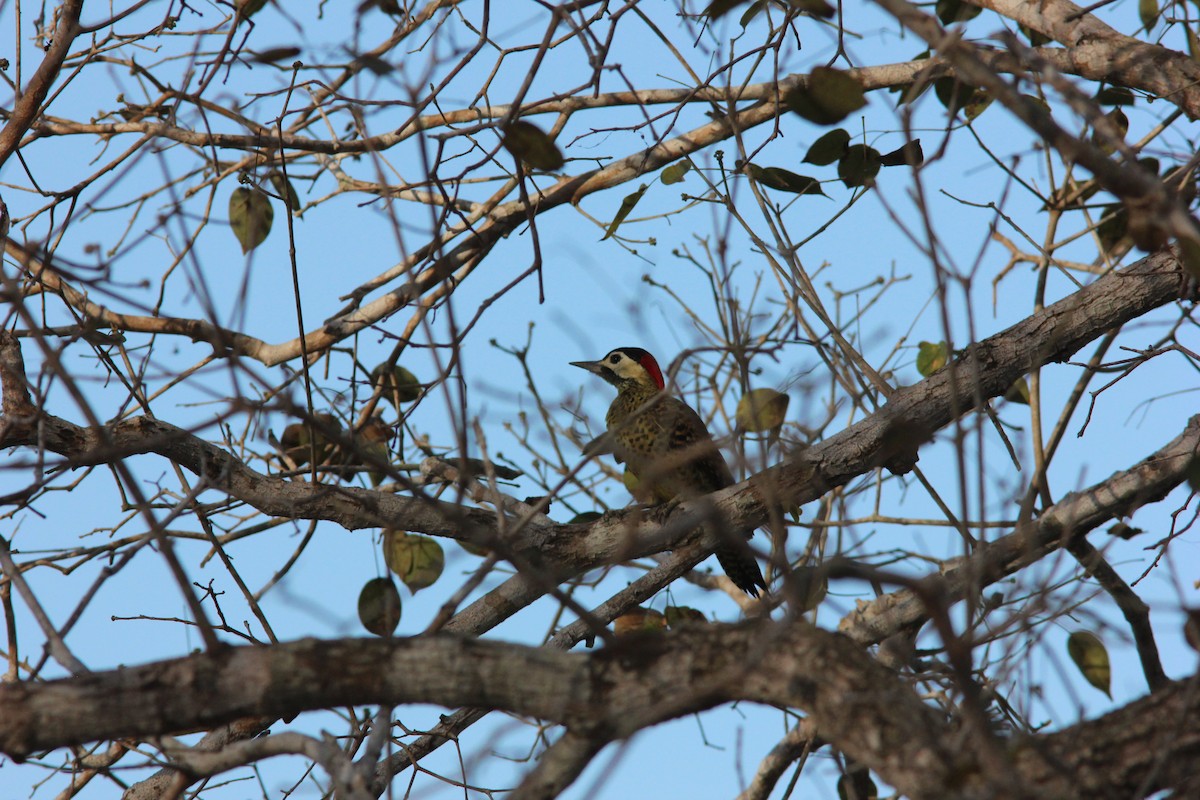 Green-barred Woodpecker - ML238262851