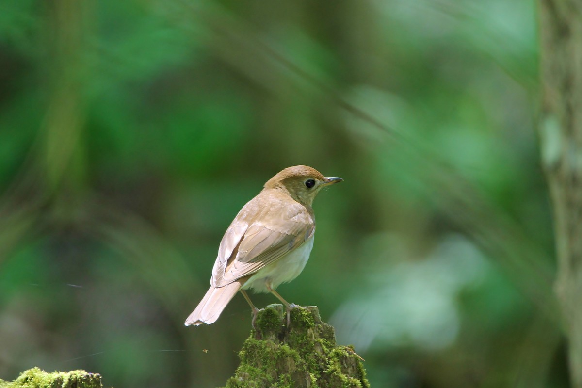 Veery - Alan Dupuis