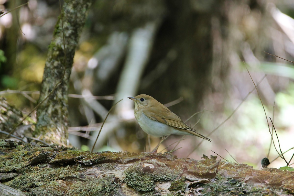 Veery - Alan Dupuis