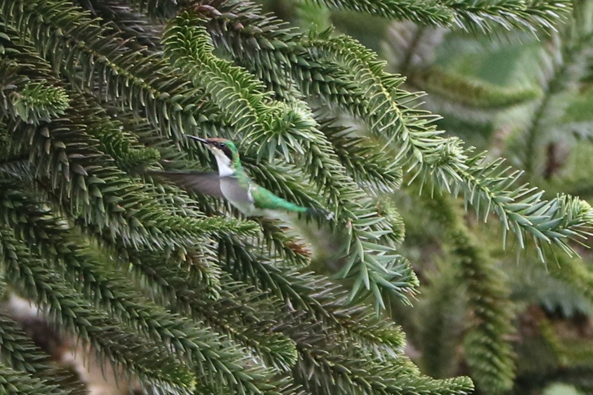 Black-eared Fairy - Josi Guimarães