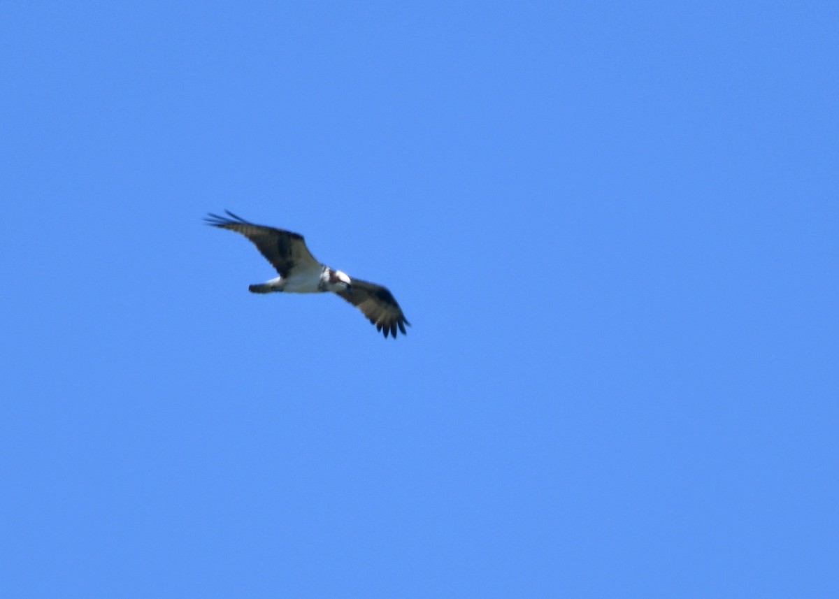 Osprey - ML238264151