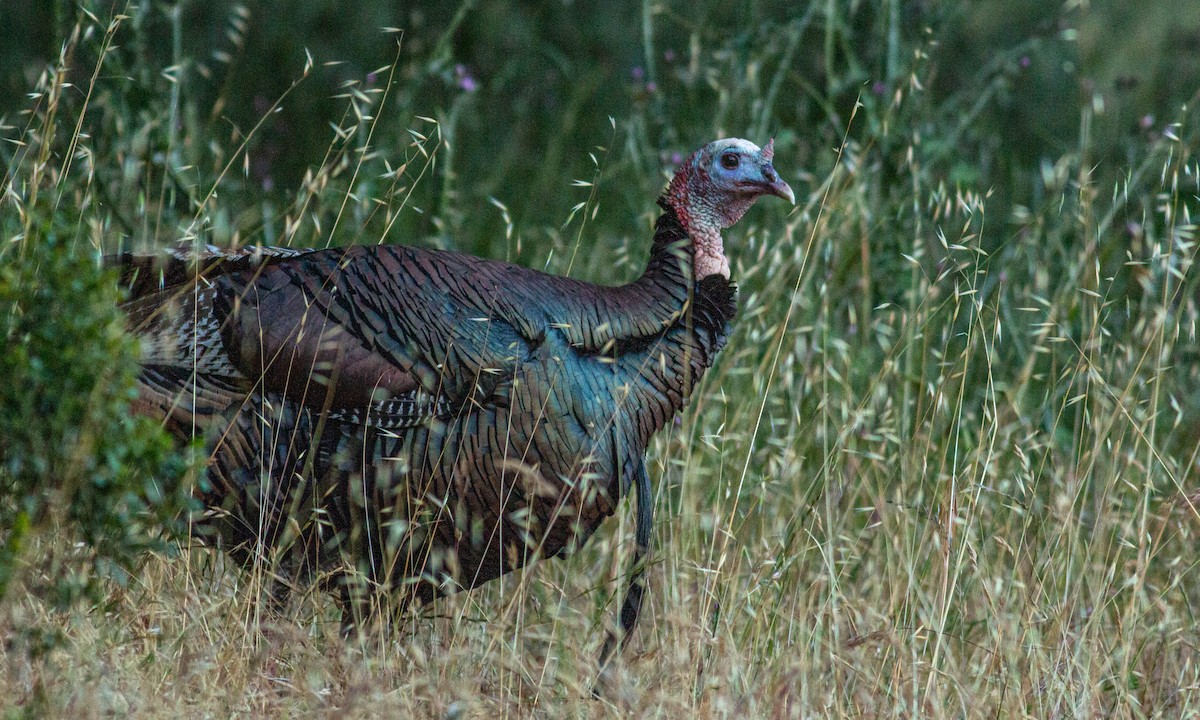 Wild Turkey - ML238264271