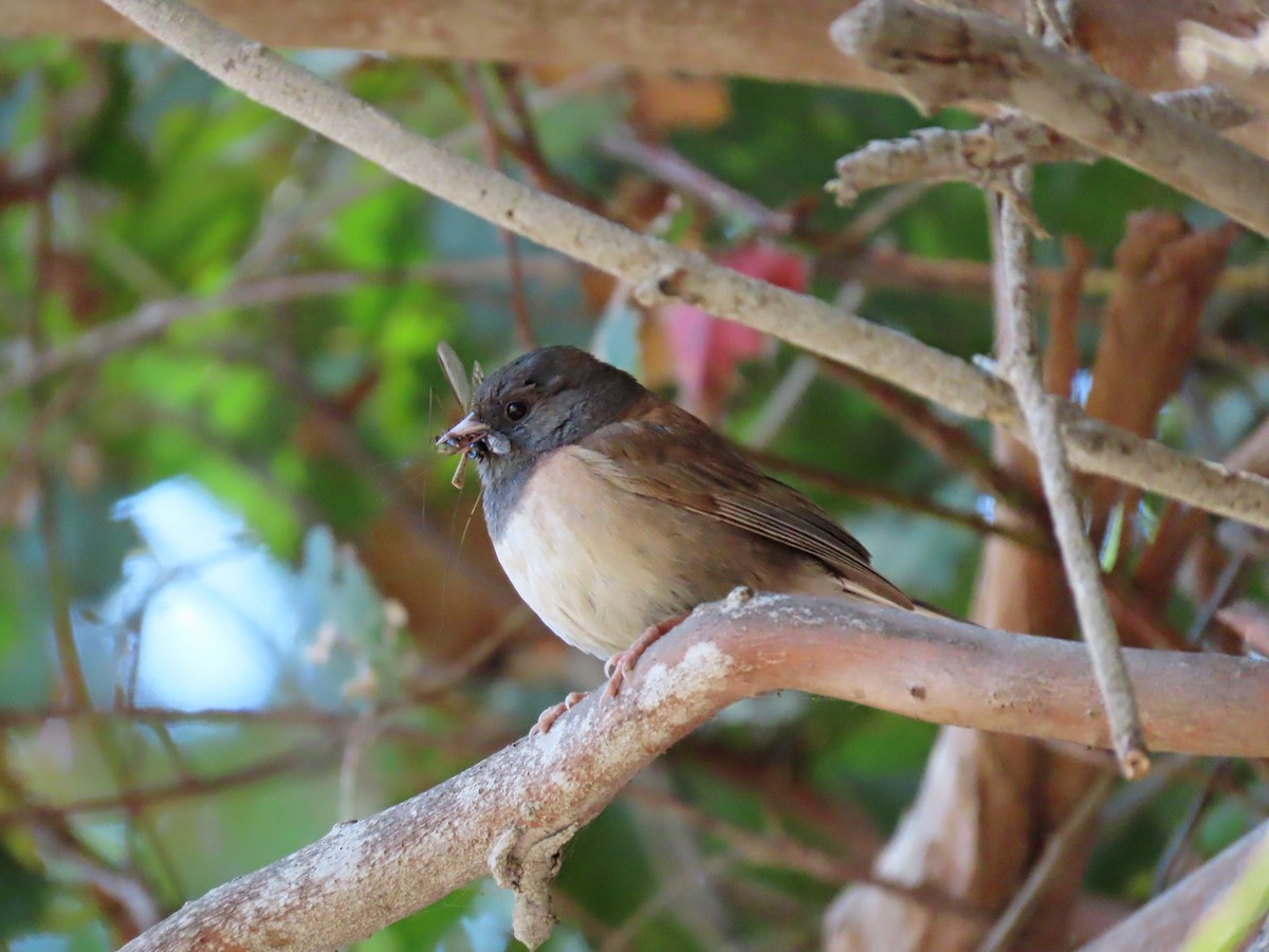 Dark-eyed Junco (Oregon) - ML238268081