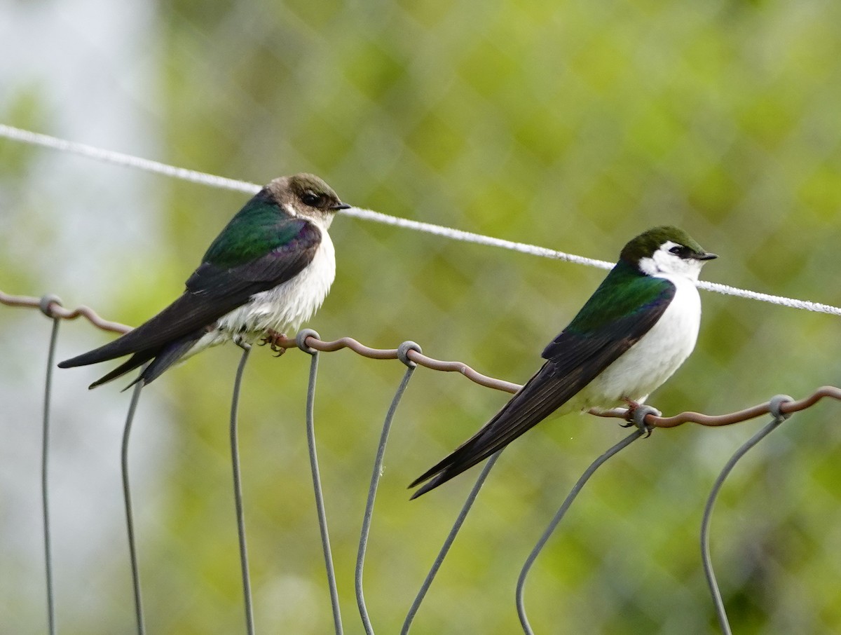 Violet-green Swallow - ML238268551