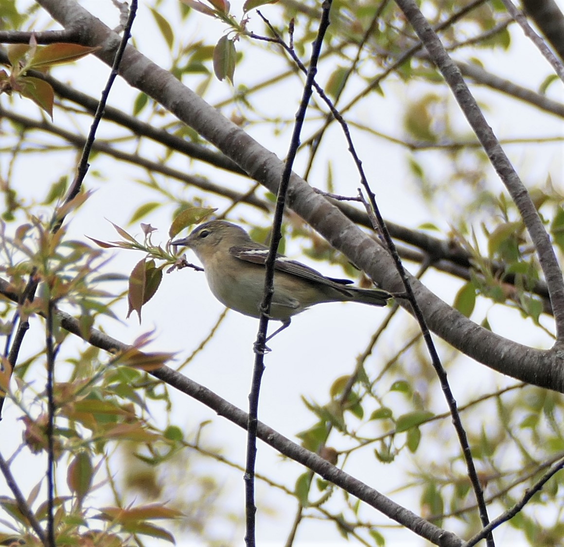 Bay-breasted Warbler - ML238269361