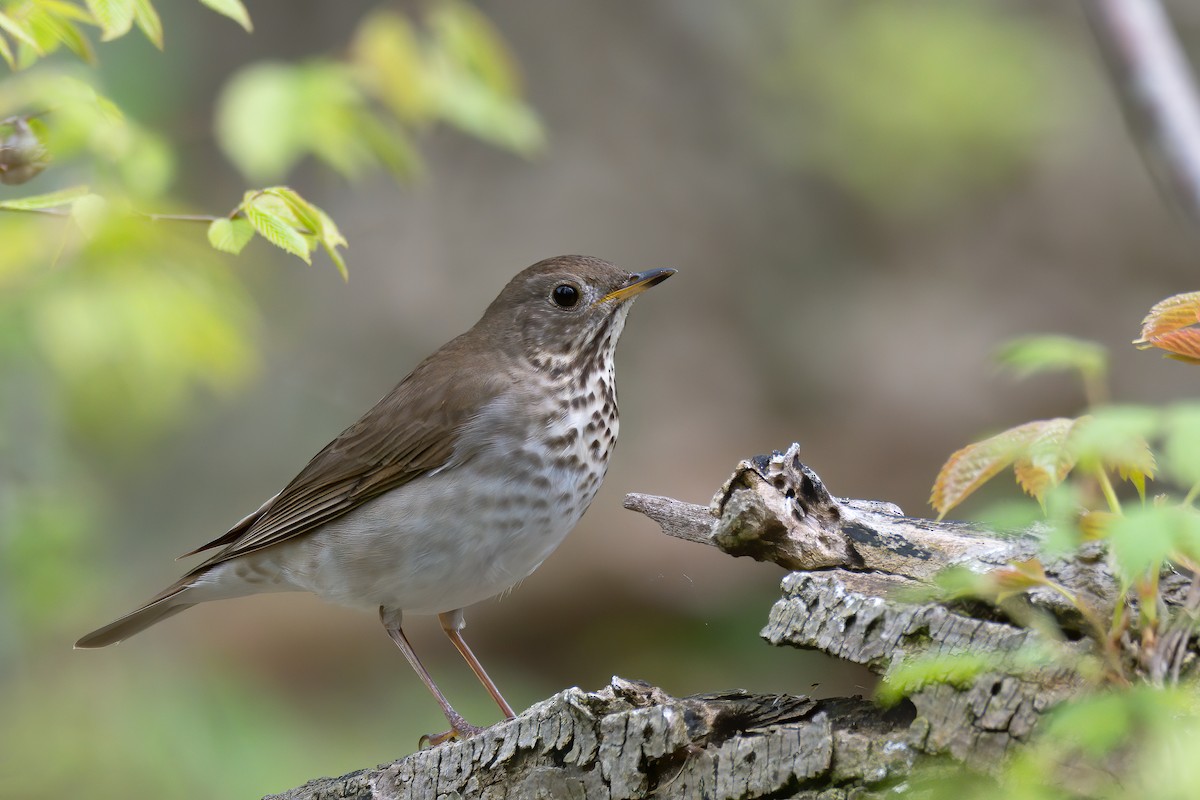 Gray-cheeked Thrush - Tim Arthur