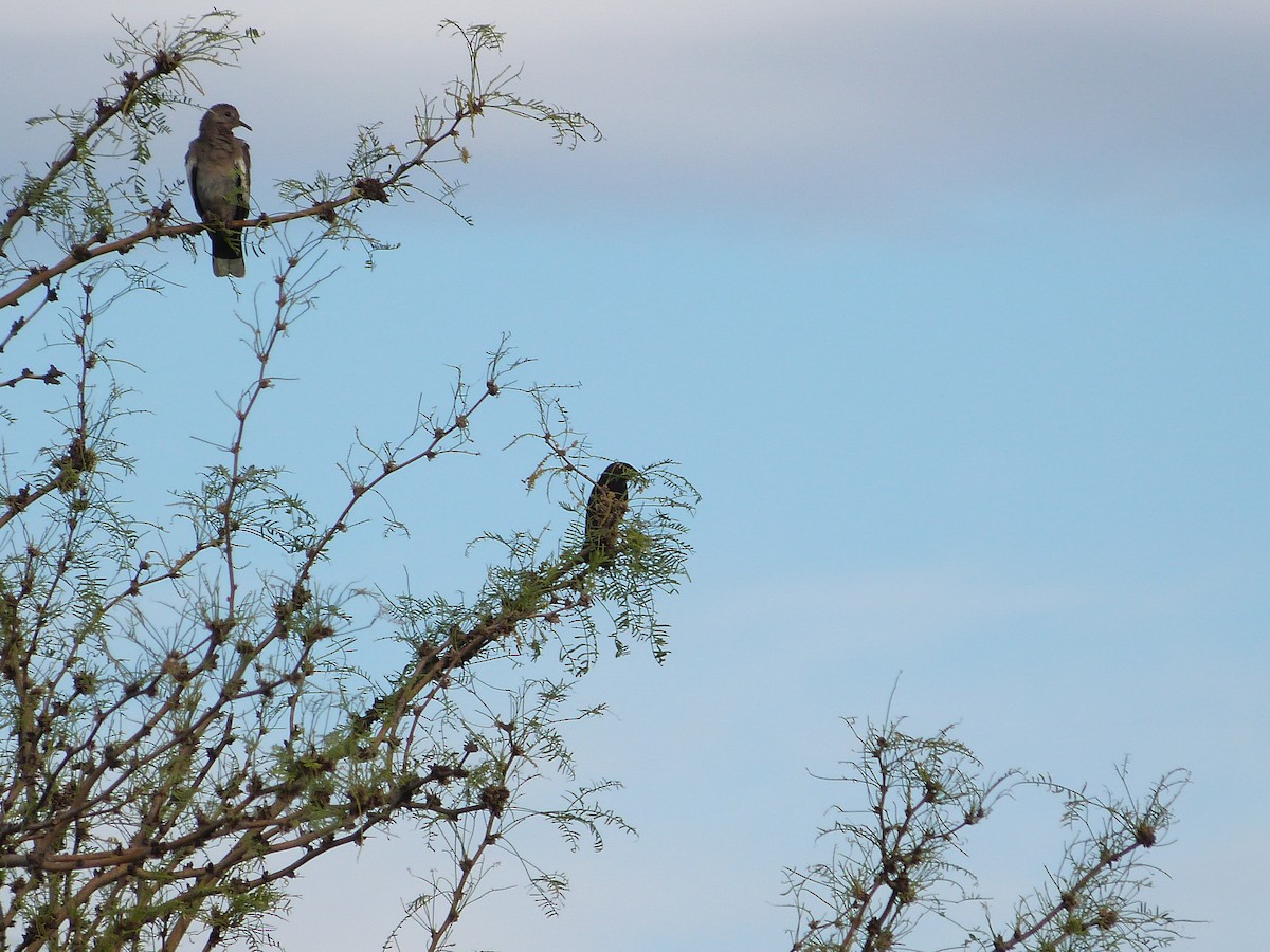 Brown-headed Cowbird - ML238271151