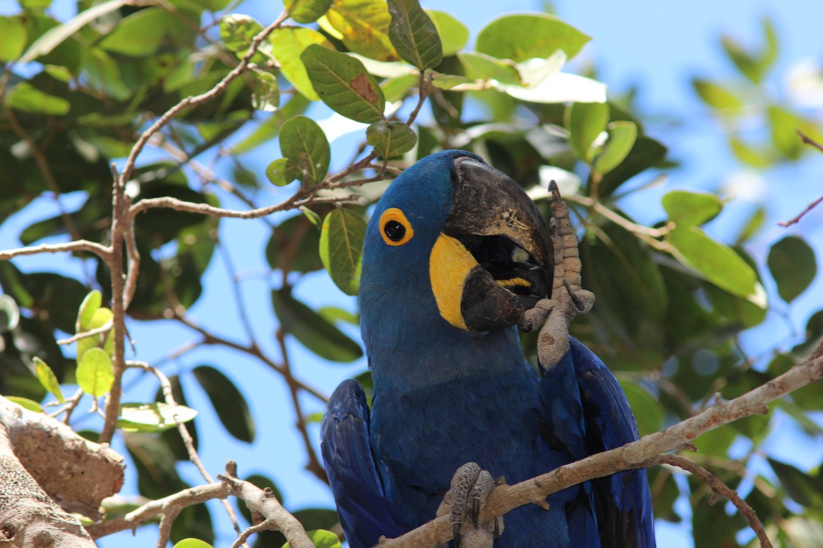 Hyacinth Macaw - ML238271561