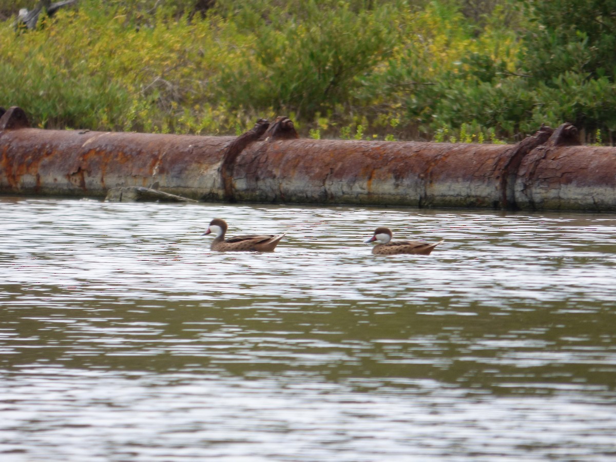 White-cheeked Pintail - ML23827401