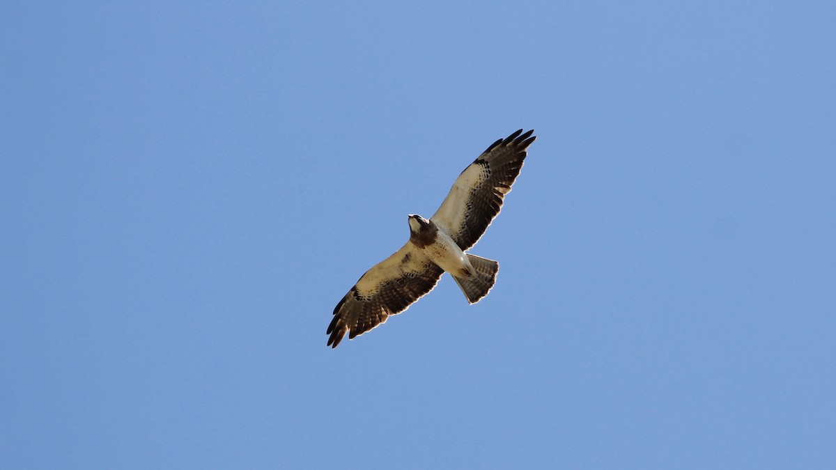 Swainson's Hawk - ML238274161