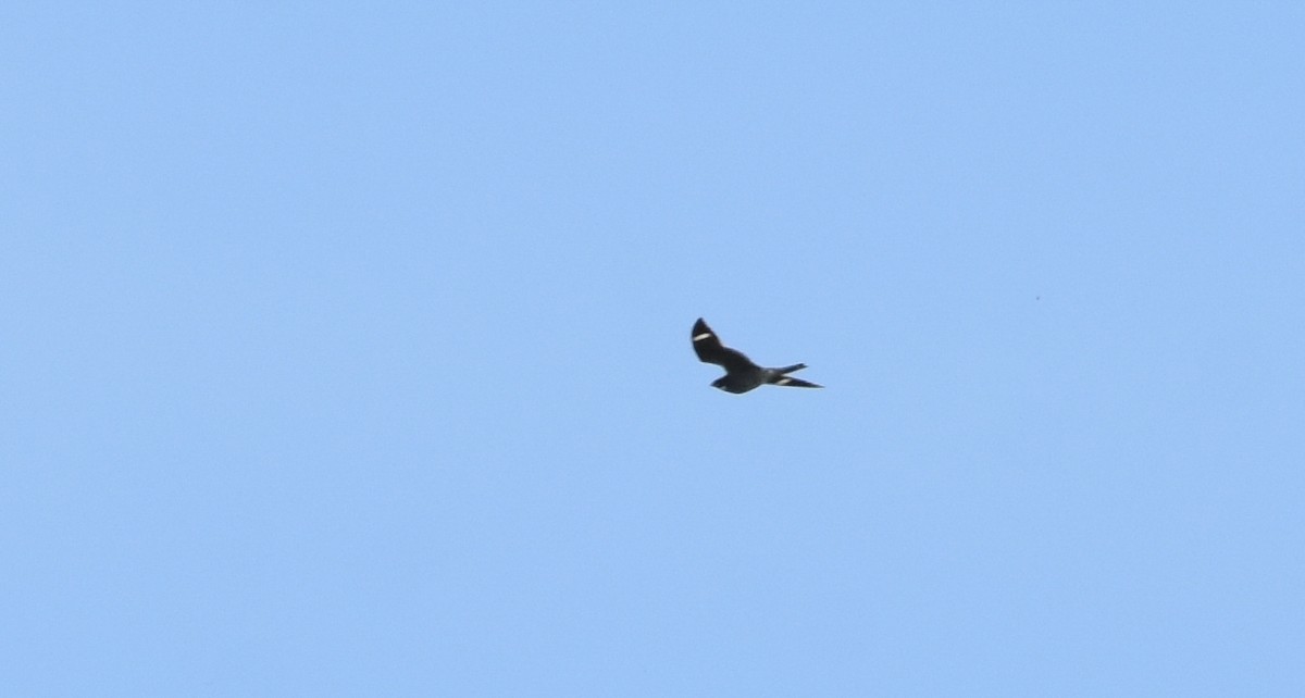 Common Nighthawk - ML238274251