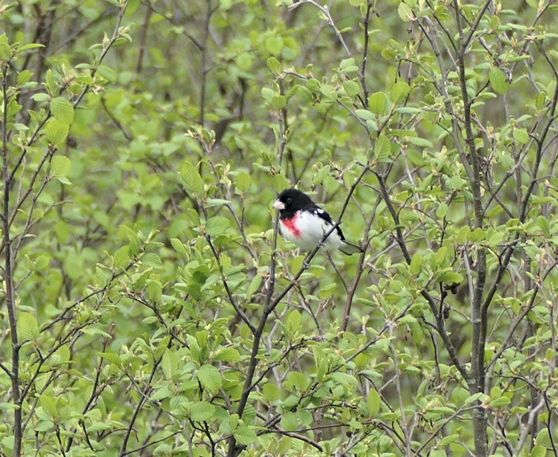 Rose-breasted Grosbeak - ML238274561